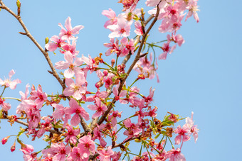 春天逆光唯美樱<strong>花</strong>