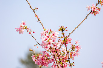 樱花春天粉色唯美