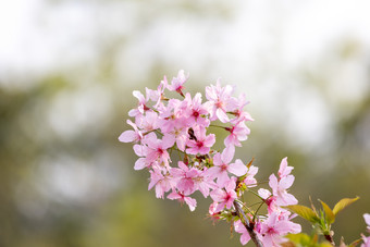 春暖花开樱花<strong>粉色</strong>花海