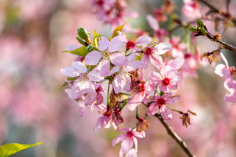 <strong>唯美</strong>樱花春日春天<strong>花开</strong>风光意境风景