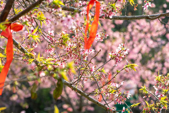 樱<strong>花</strong>树林<strong>花</strong>海唯美