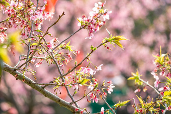 樱<strong>花</strong>春天粉色唯美