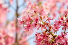 春暖花开樱花粉色花海