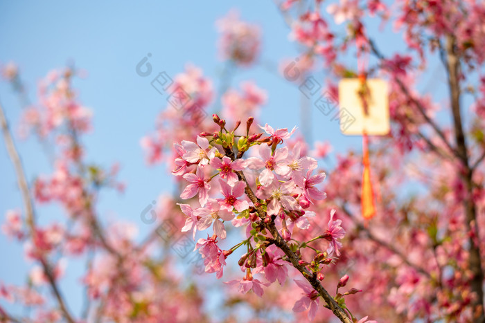 唯美樱花春日春天意境