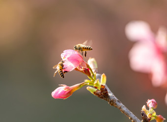 航拍樱<strong>花</strong>树<strong>花</strong>开春天