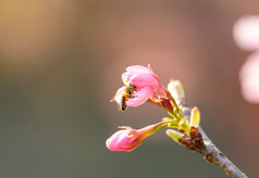 樱花树林花海唯美