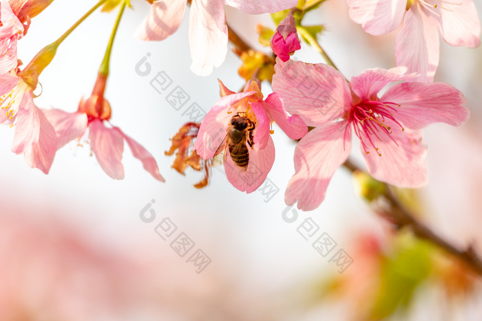 樱花春天粉色唯美