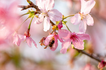 春日唯美<strong>小清新</strong>粉色樱花