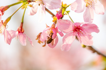 春暖花开樱花粉色花海