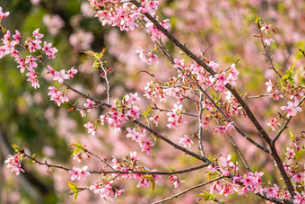 <strong>唯美</strong>樱花春日春天<strong>花开</strong>风光意境风景