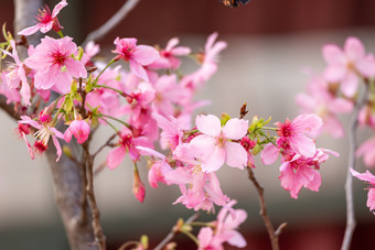 航拍樱<strong>花</strong>树<strong>花</strong>开春天