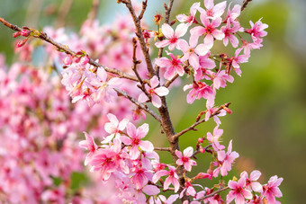 春日唯美小清新粉色樱花