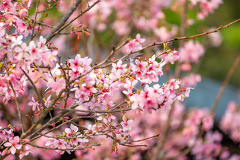 春暖花开樱花粉色花海