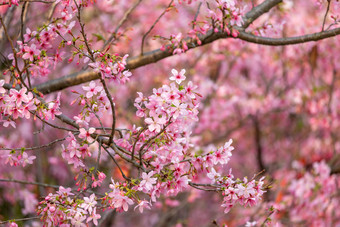 唯美樱<strong>花</strong>春日春天<strong>花</strong>开风光意境风景