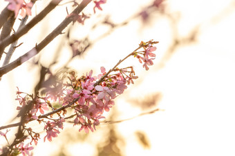 唯美樱<strong>花</strong>春日春天意境