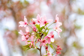 春暖花开樱花粉色花海