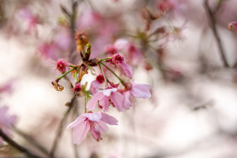 樱<strong>花</strong>树林<strong>花</strong>海唯美