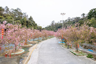 航拍樱花树花开春天