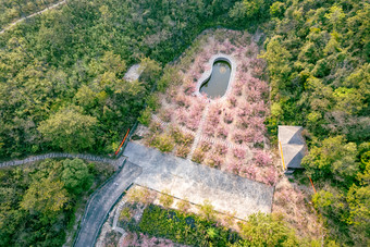 航拍樱花树花开春天