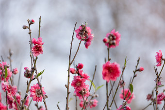 盛开的桃花冬季