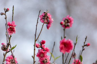 盛开的<strong>桃花</strong>冬季