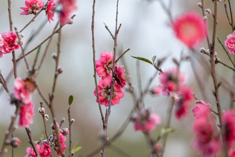 盛开的<strong>桃花</strong>冬季