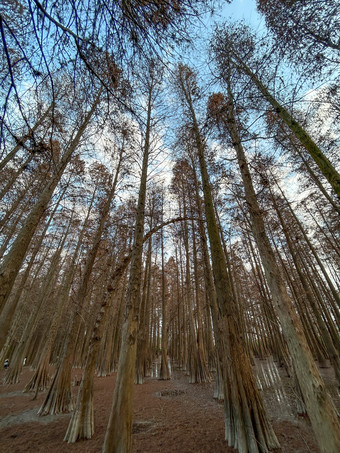 肇庆七星岩落羽杉林