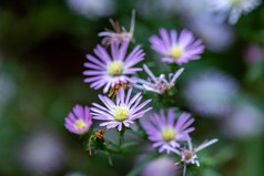 紫菀菊科微距植物