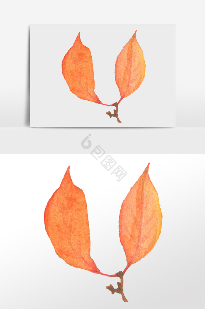 叶子插画图片