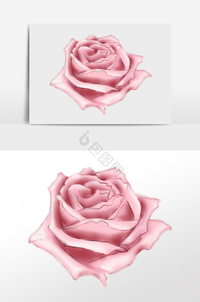 粉玫瑰花插画图片