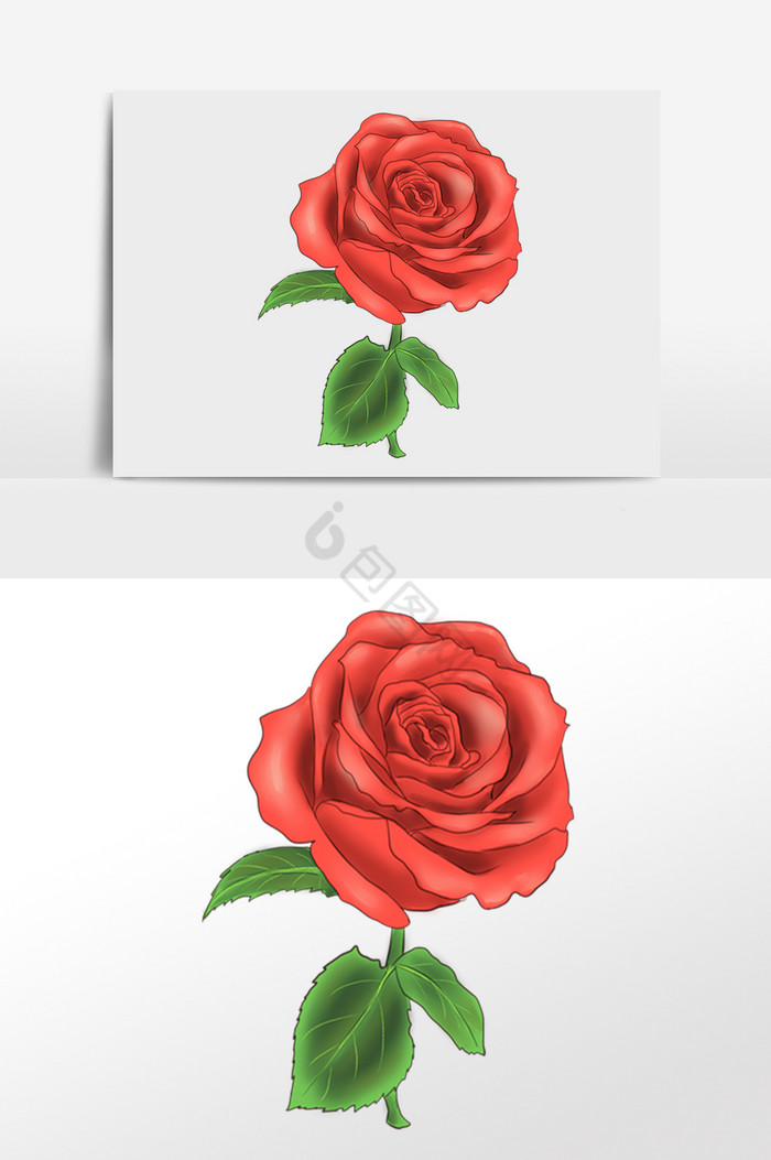 玫瑰花插画图片