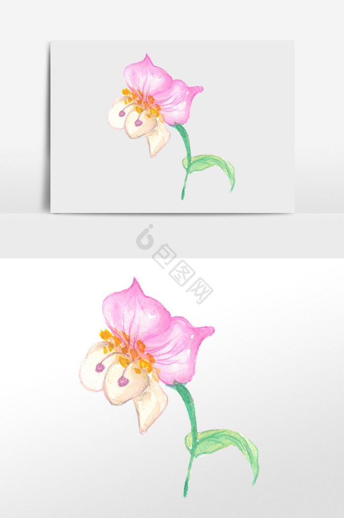画植物花卉插画图片