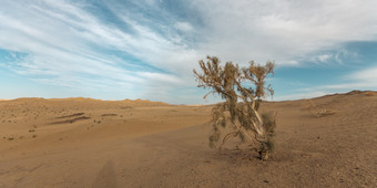 蓝天白云<strong>敦煌</strong>沙漠枯树风景