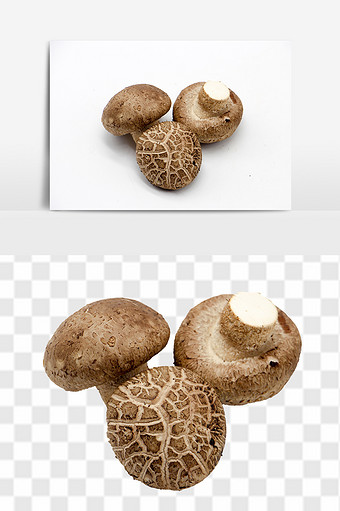 高清小蘑菇背景素材图片