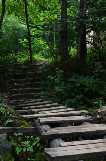 夏日山林里的栈道