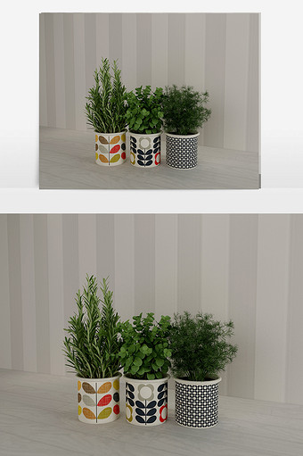 室内清新绿植小盆栽图片