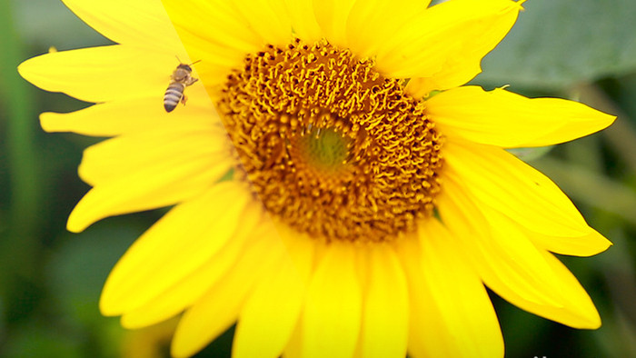 勤劳的蜜蜂和向日葵高清实拍