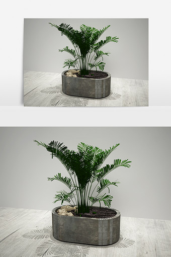 定制植物3D模型图片