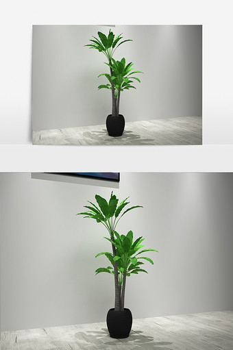 室内植物3D模型图片