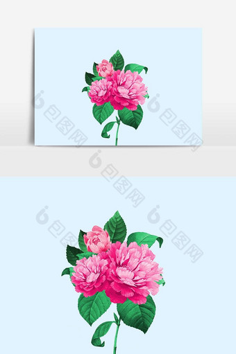 牡丹粉色花朵植物设计元素图片