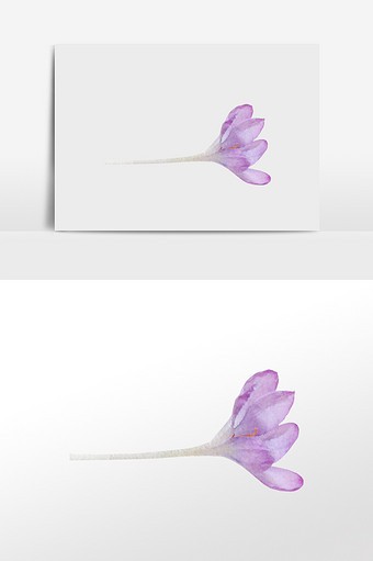 水彩手绘花朵水彩紫色花图片
