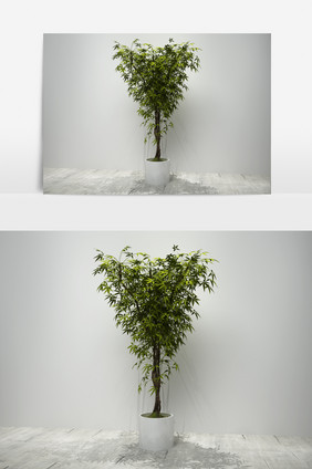 细叶植物景观盆栽3D模型