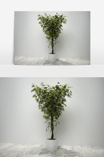 细叶植物景观盆栽3D模型图片