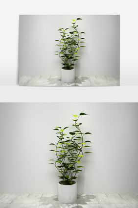 绿萝植物景观盆栽3D模型