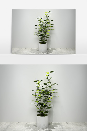 绿萝植物景观盆栽3D模型图片