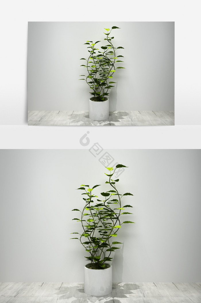 绿萝植物景观盆栽3D模型图片