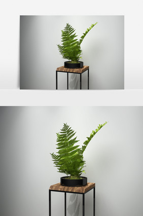 蕨草景观植物盆栽3D模型