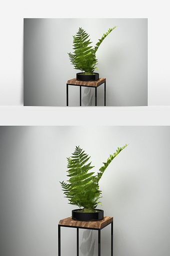 蕨草景观植物盆栽3D模型图片