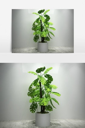 室内盆栽景观绿萝植物3D模型