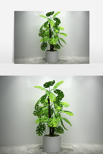 室内盆栽景观绿萝植物3D模型图片